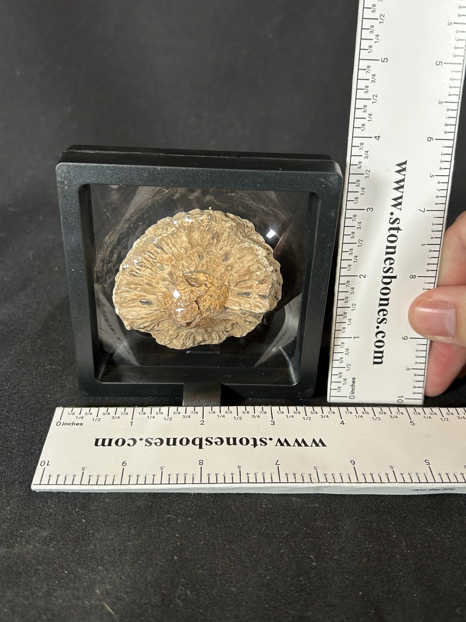 Araucaria Jurassic Pine Cone Fossil 3 Araucaria Jurassic Pine Cone Fossil - Image 3