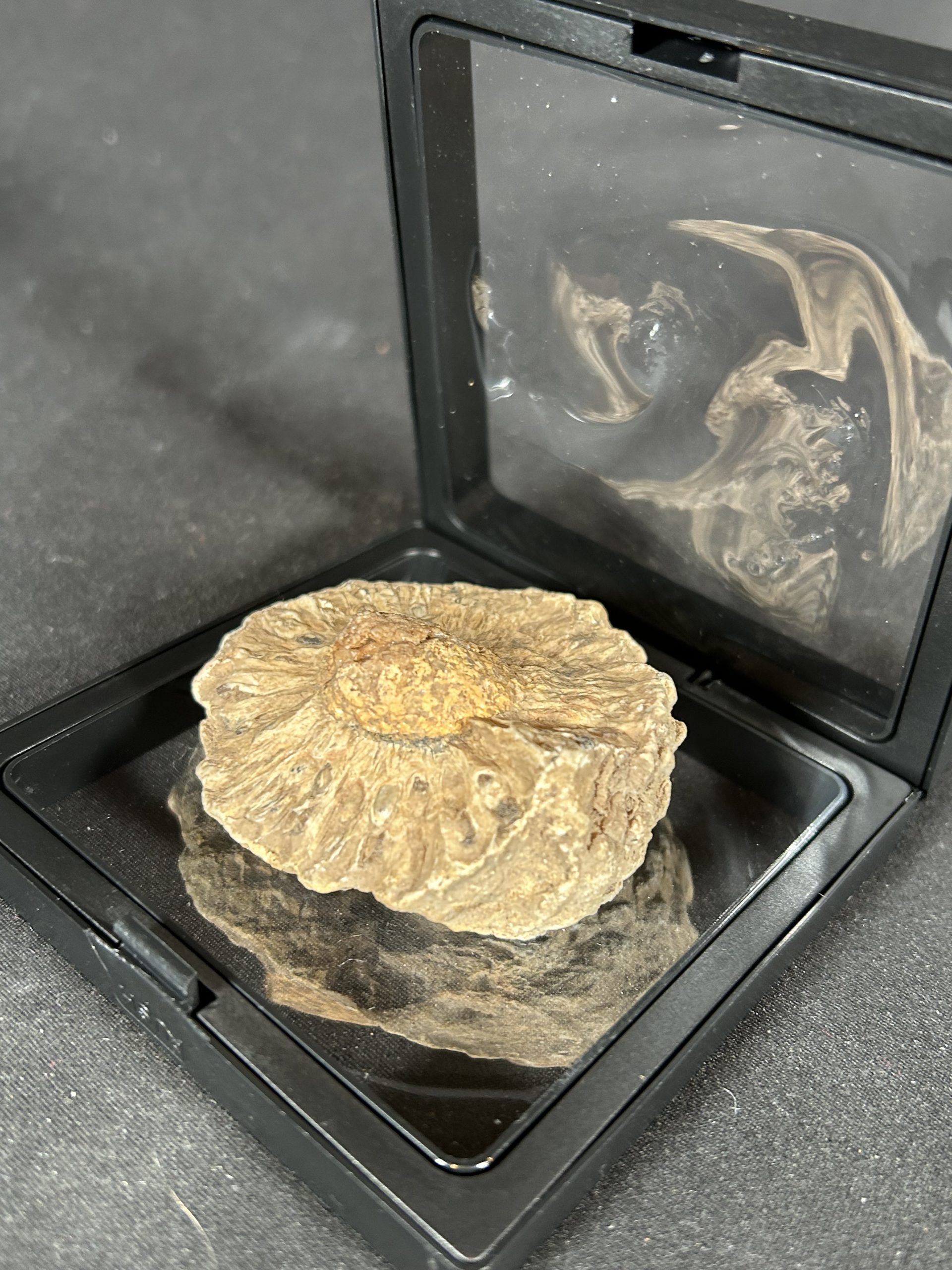 Araucaria Jurassic Pine Cone Fossil 4 Araucaria Jurassic Pine Cone Fossil - Image 4