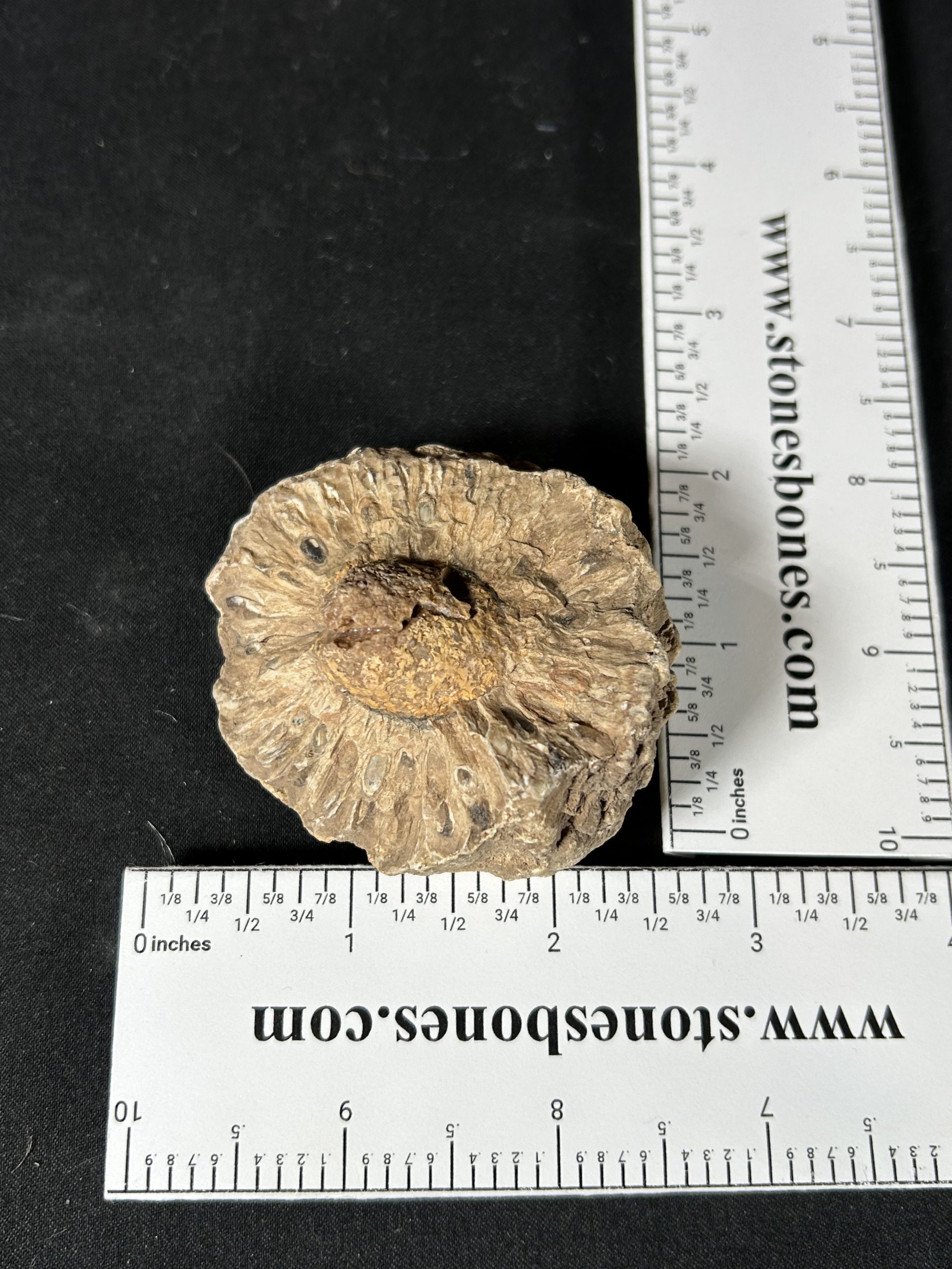 Araucaria Jurassic Pine Cone Fossil 5 Araucaria Jurassic Pine Cone Fossil - Image 5