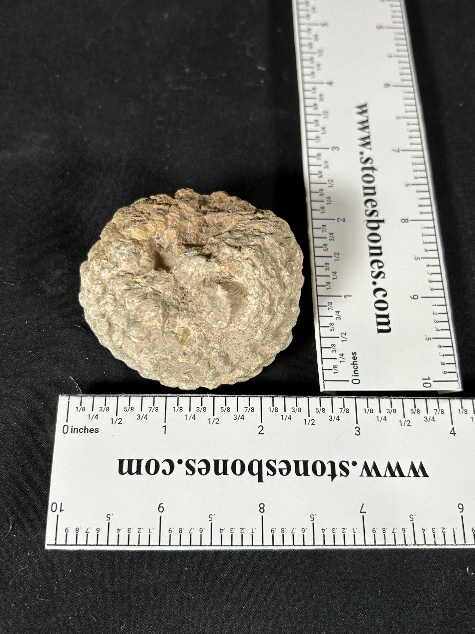 Araucaria Jurassic Pine Cone Fossil 6 Araucaria Jurassic Pine Cone Fossil - Image 6
