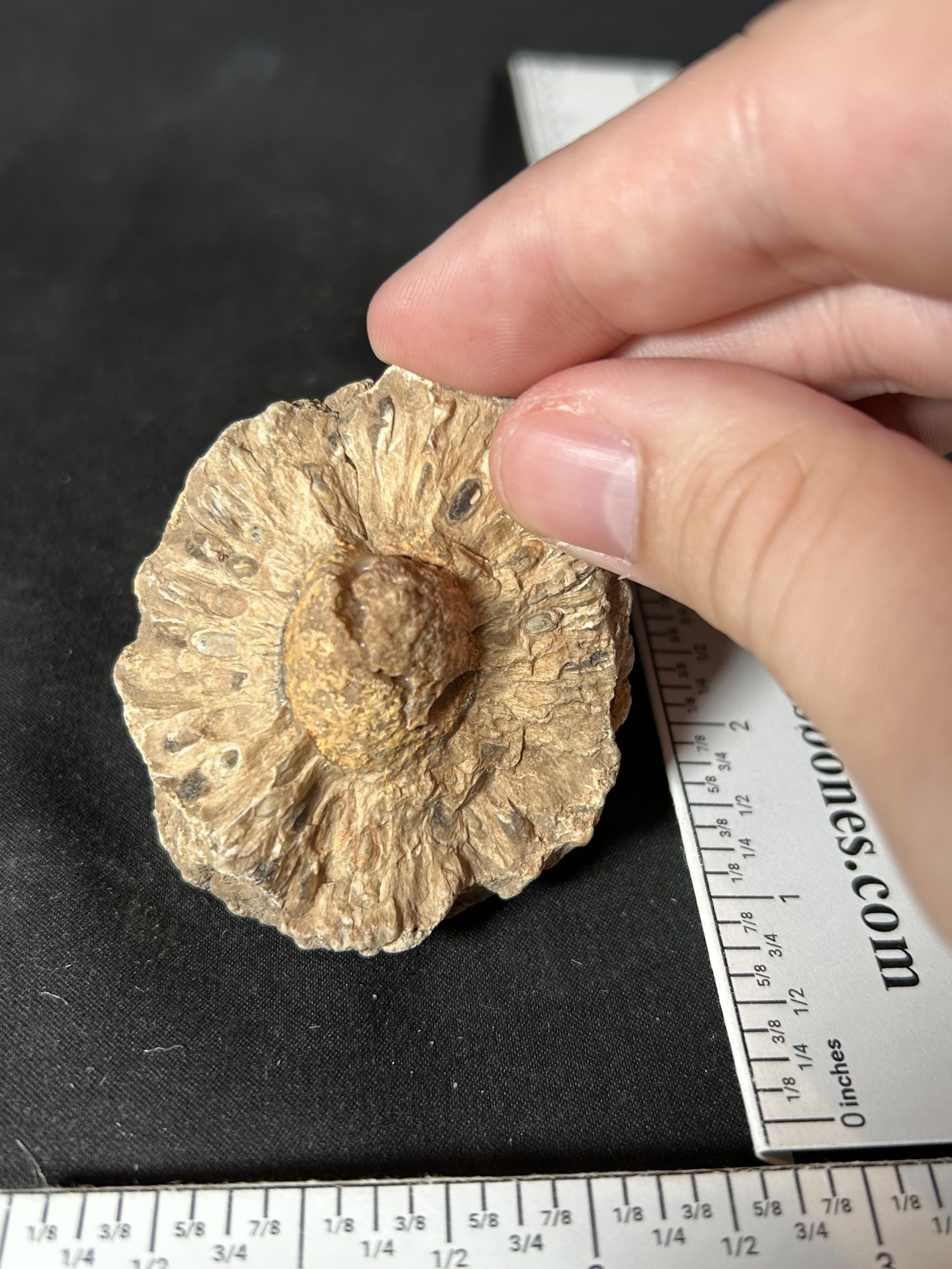 Araucaria Jurassic Pine Cone Fossil 1 Araucaria