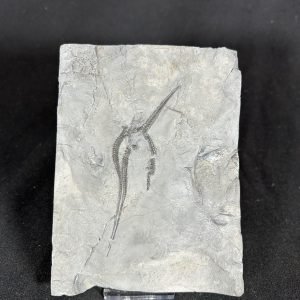 Protaster