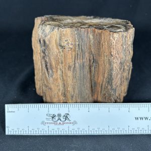Arizona Petrified Wood