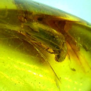 Baltic Amber