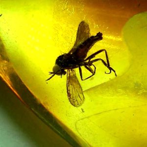 Baltic Amber