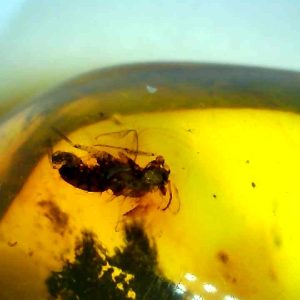 Baltic Amber: Leaf, Flies, and Gnats