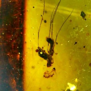 Baltic Amber: Mass Insect Specimen