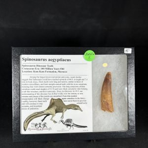Spinosaurus
