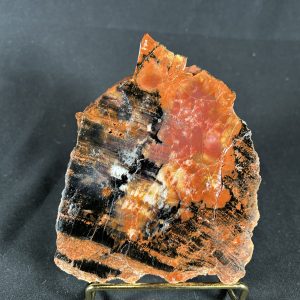 Arizona Petrified Wood