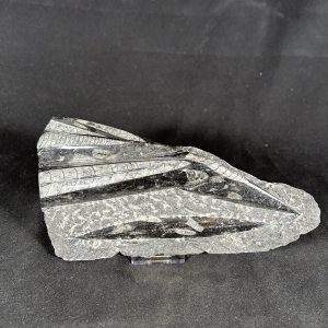 Orthoceras