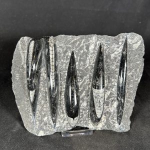 Orthoceras
