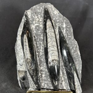 Orthoceras