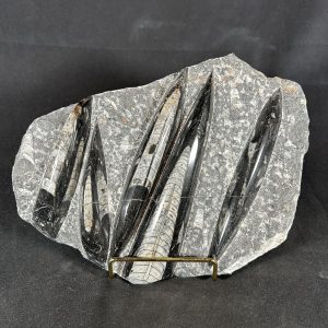 Orthoceras