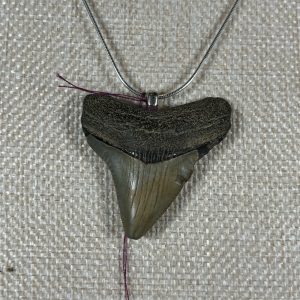 Megalodon