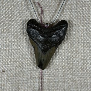 Megalodon