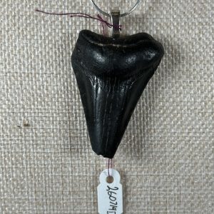 Megalodon