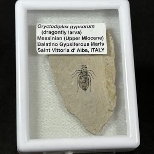 Fossil Dragonfly Larva