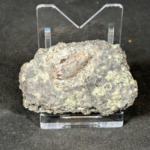 Phytosaur