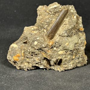 Hadrosaur Tendon