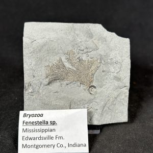 Bryozoa