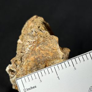 Cave Bear