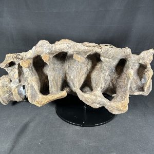 Hypacrosaurus Sacrum