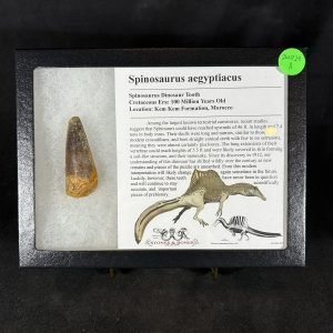 Spinosaurus