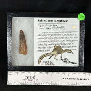 Spinosaurus