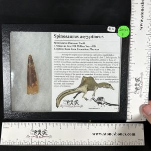 Spinosaurus