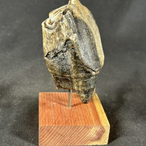 Coelodonta