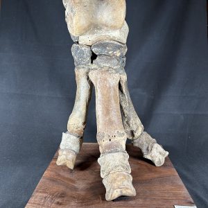 The Stones &Amp; Bones Collections - New Items 119 Coelodonta