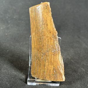 The Stones &Amp; Bones Collections - New Items 113 Woolly Mammoth Tusk Shard
