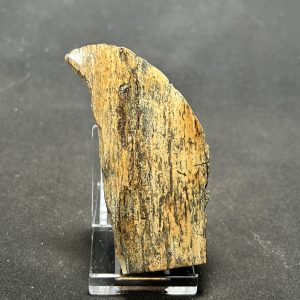 The Stones &Amp; Bones Collections - New Items 111 Woolly Mammoth Tusk Shard