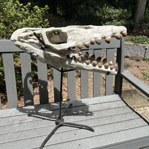 The Stones &Amp; Bones Collections - New Items 109 Globidens