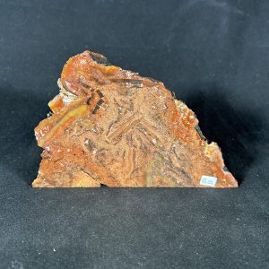 The Stones &Amp; Bones Collections - New Items 105 Arizona Petrified Wood