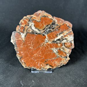 The Stones &Amp; Bones Collections - New Items 103 Arizona Petrified Wood