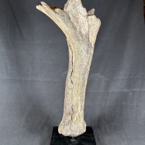 The Stones &Amp; Bones Collections - New Items 101 Cervalces