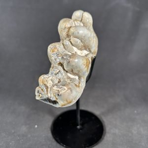 The Stones &Amp; Bones Collections - New Items 95 Platybelodon