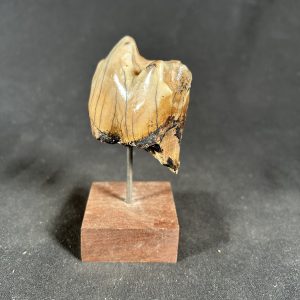 The Stones &Amp; Bones Collections - New Items 91 Juvenile Deinotherium