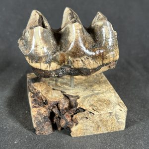 The Stones &Amp; Bones Collections - New Items 89 Juvenile Deinotherium