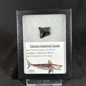 The Stones &Amp; Bones Collections - New Items 87 Edestus