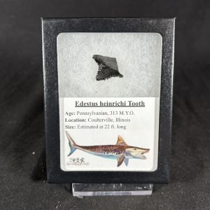 The Stones &Amp; Bones Collections - New Items 83 Edestus