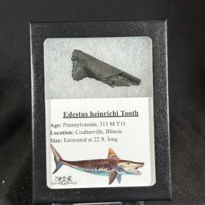 The Stones &Amp; Bones Collections - New Items 81 Edestus