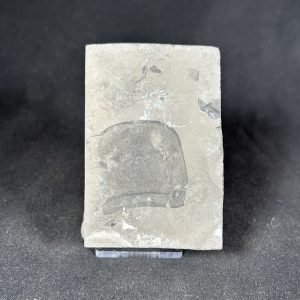 The Stones &Amp; Bones Collections - New Items 79 Eurypterid