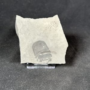 The Stones &Amp; Bones Collections - New Items 77 Eurypterid