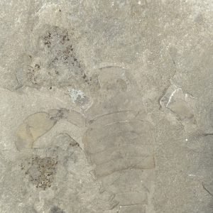 The Stones &Amp; Bones Collections - New Items 75 Eurypterid