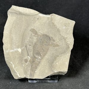 The Stones &Amp; Bones Collections - New Items 73 Eurypterid