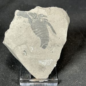 The Stones &Amp; Bones Collections - New Items 71 Eurypterid