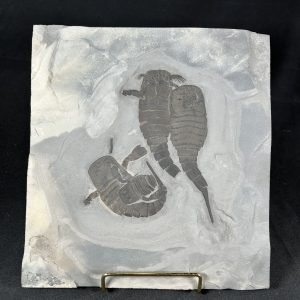 The Stones &Amp; Bones Collections - New Items 69 Eurypterid