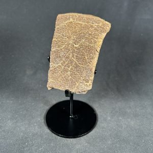 The Stones &Amp; Bones Collections - New Items 67 Trionyx
